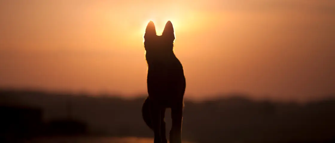 Hund Sonnenuntergang ©anjajuli - stock.adobe.com